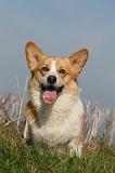 CORGI PEMBROKE 986